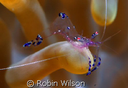 Anemone shrimp taken at Wakatobi dive resort on the stars... by Robin Wilson 